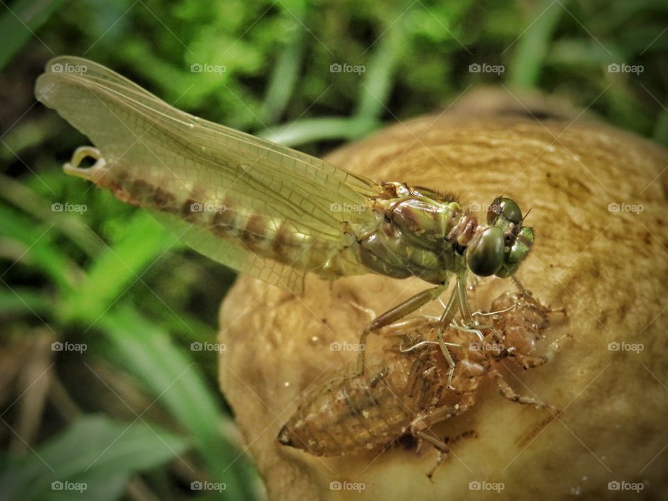 dragonfly and chrysalis