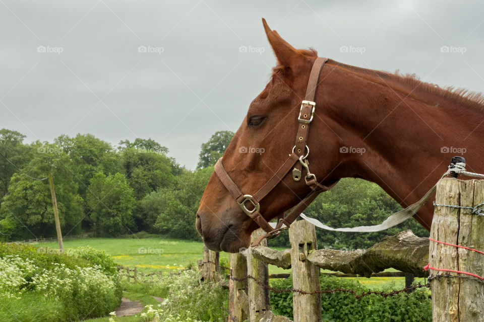 Race horse in the English countryside