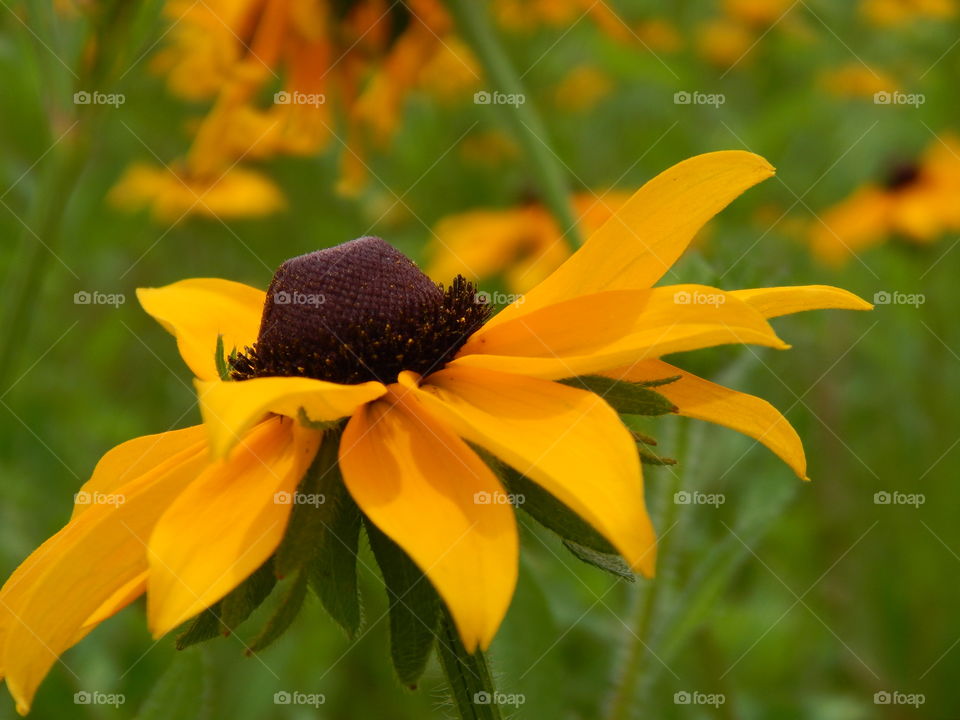 yellow wildflowers