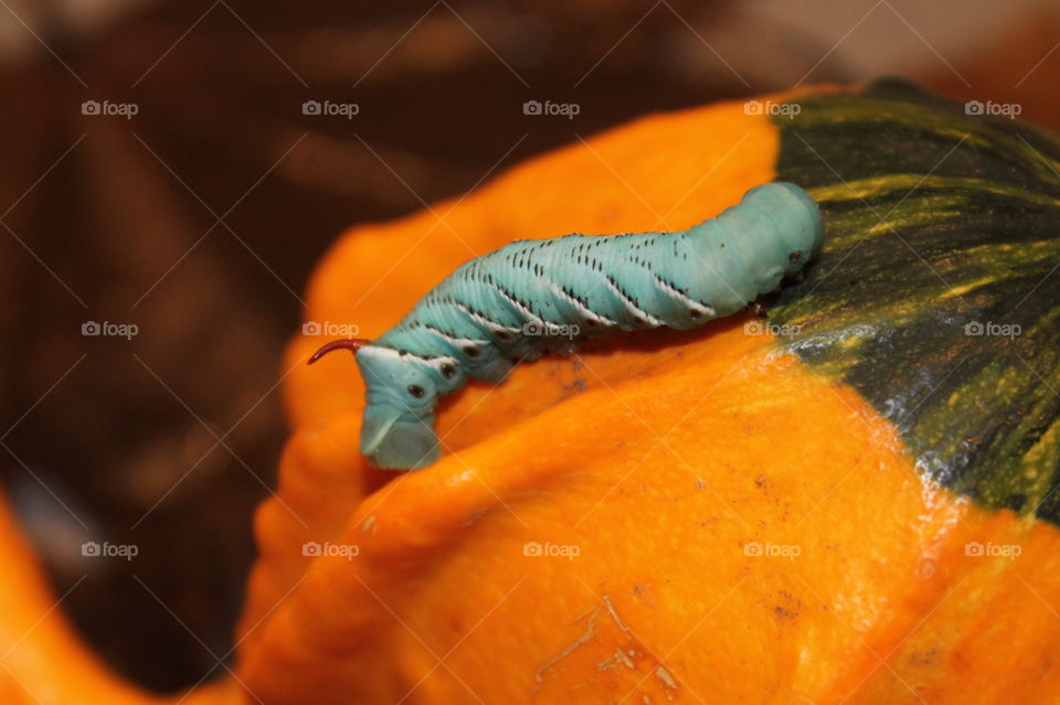 Turquoise blue hornworm with a red horn on his head exploring an orange and green fall gourd. 