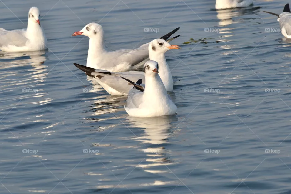 seagulls