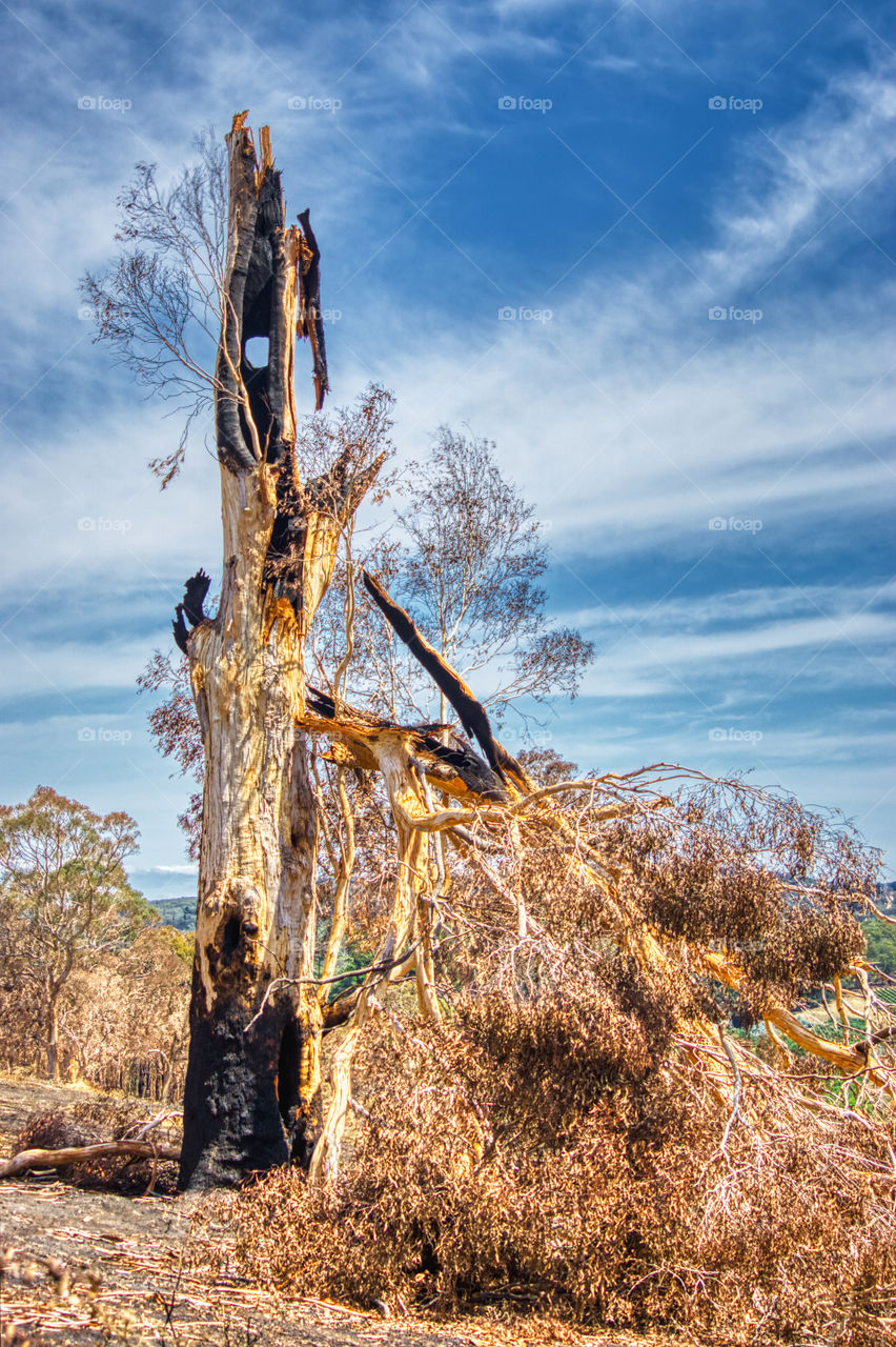Cudlee Creek bushfires