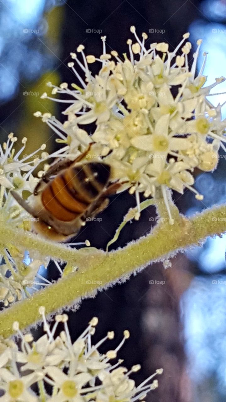 bee on flower