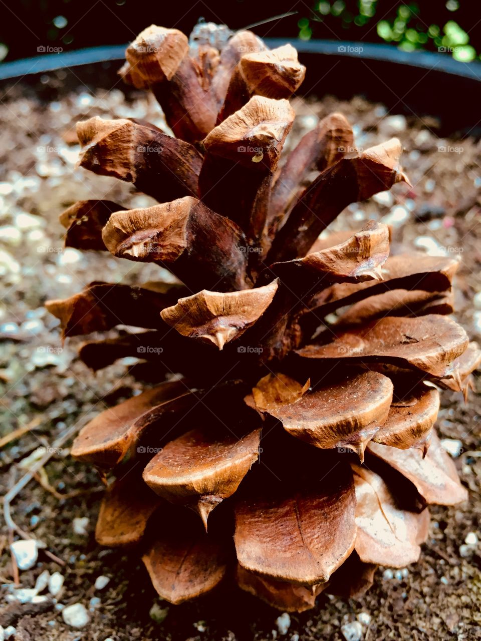 Pinecone
