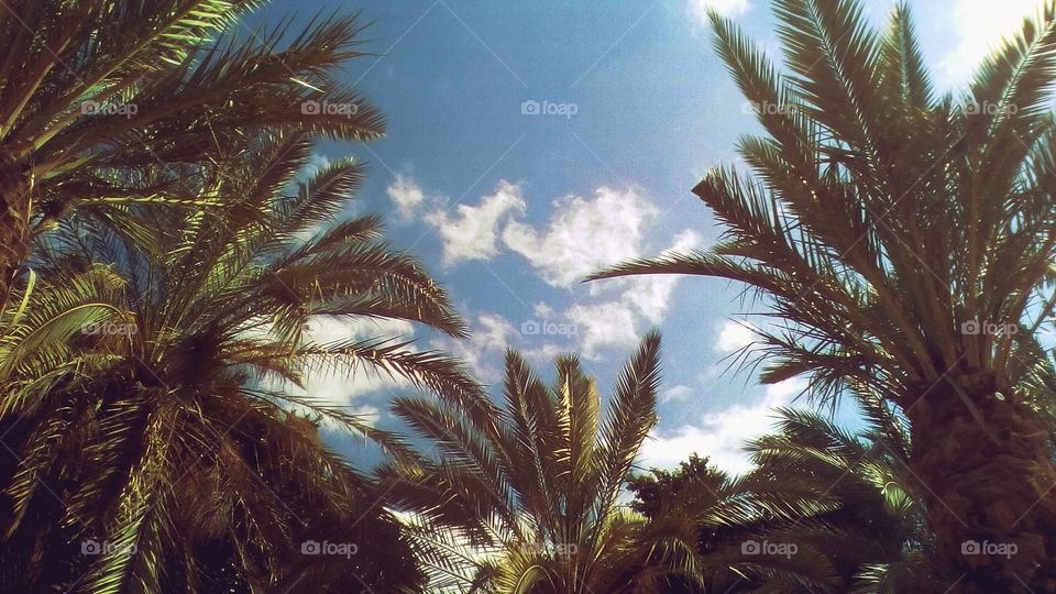 Exotic landscape in sunny day#nature#
Palms#sky#cloud#idyllic#summer#
spring#scenic#vacation#travel#relaxion