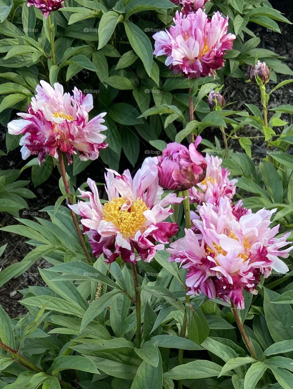 Ruffled Peonies 