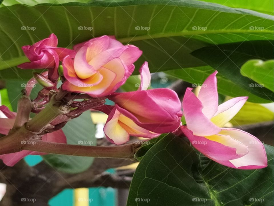 First Sings of Spring