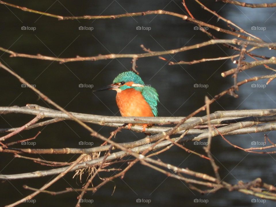 A kingfisher at the river 