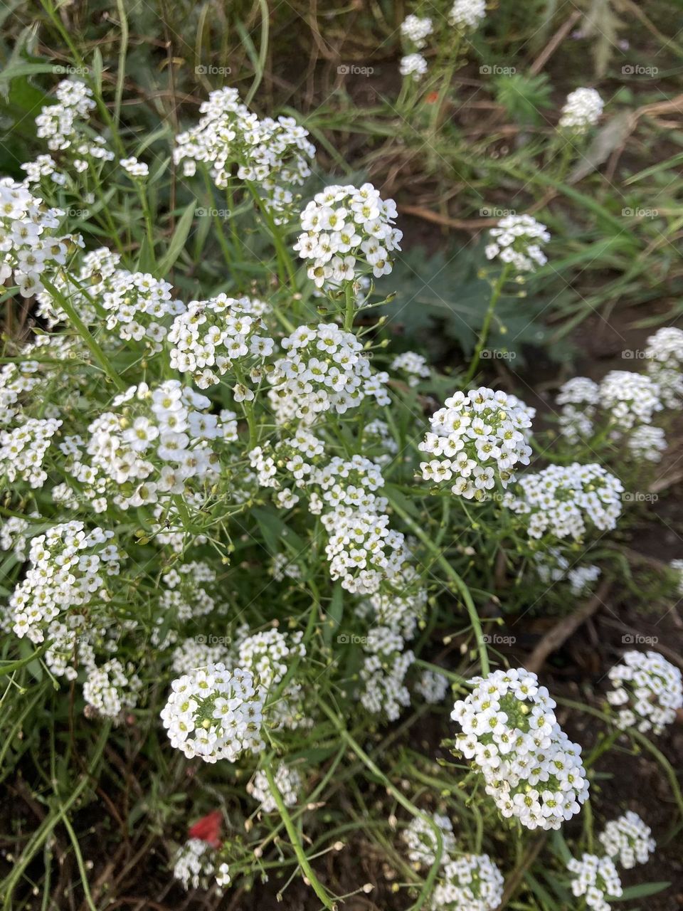 White flowers 