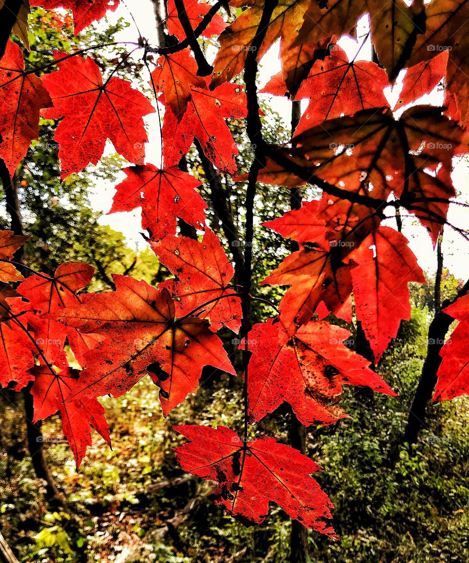 Red maples in fall