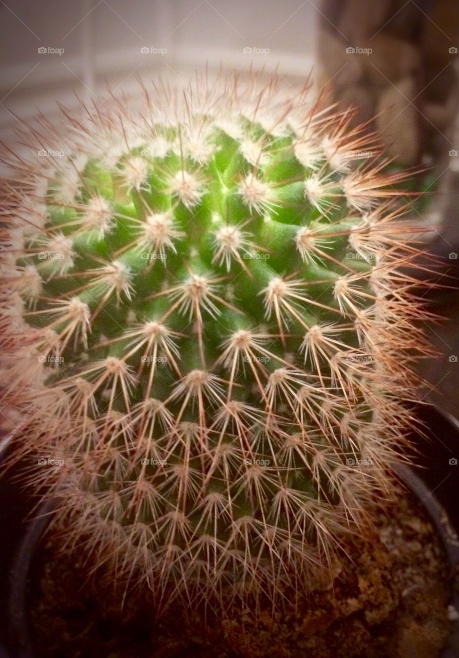 Cactus close up