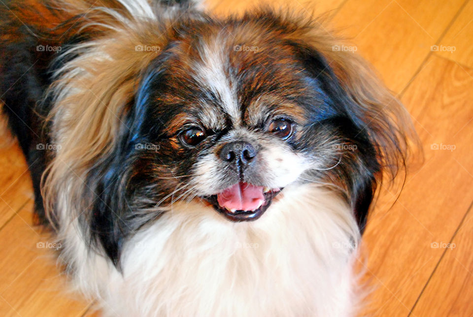 Furry pekingese dog smiling at the camera