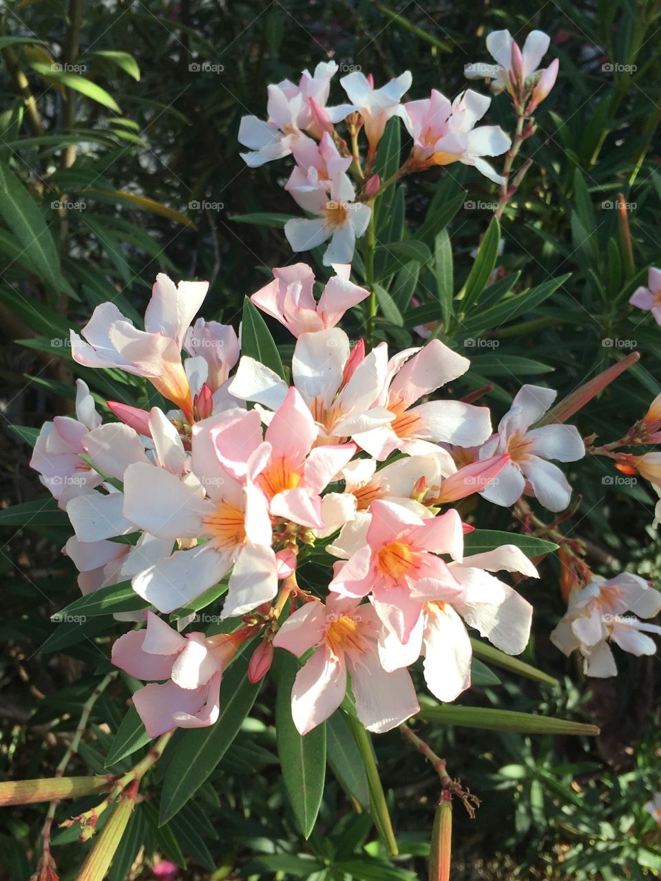 Lush pink and white flowers