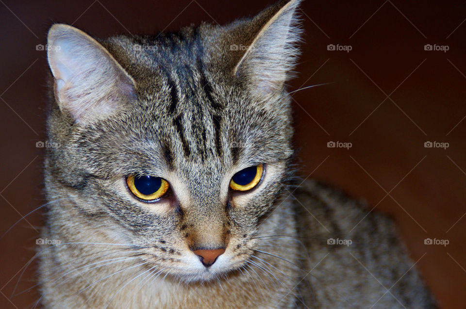 cat animal mammals kitten by jessyblue