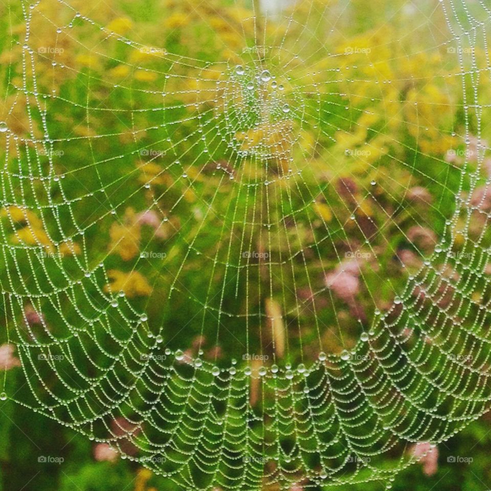 Spider web 2. Amazing nature
