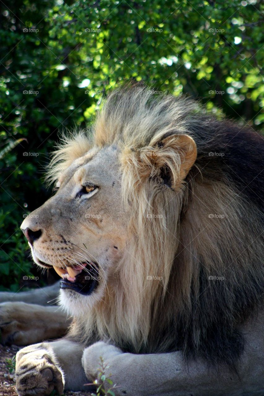 Male lion the king