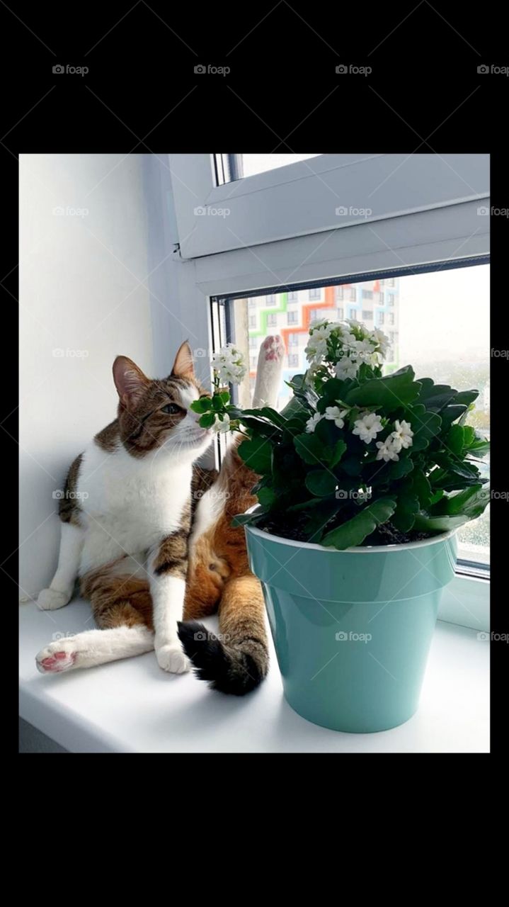 On the window, the cat does gymnastics and sniffs the flower