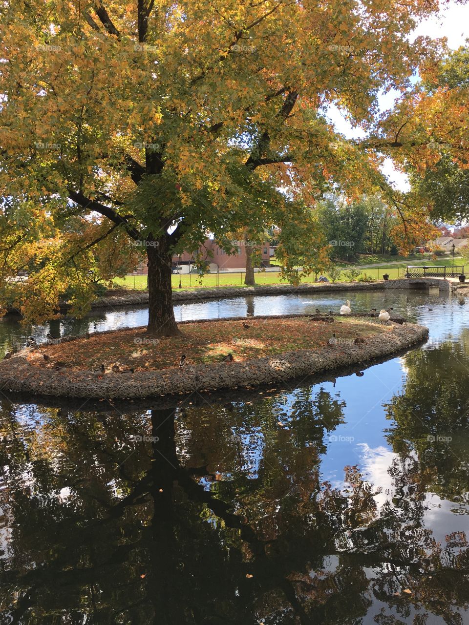 Pond and Island. At Millersville University, students often hangout around the pond and visit the ducks between classes. 