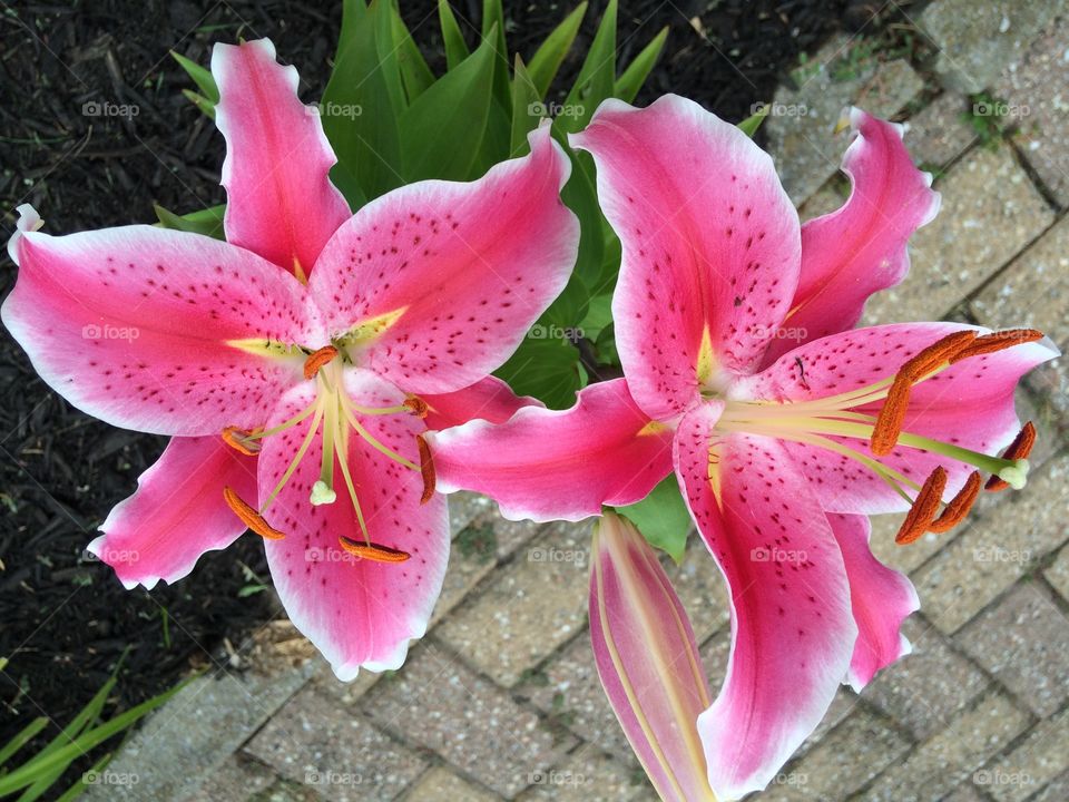 Stargazer Lilies -  
from my Mom's garden
