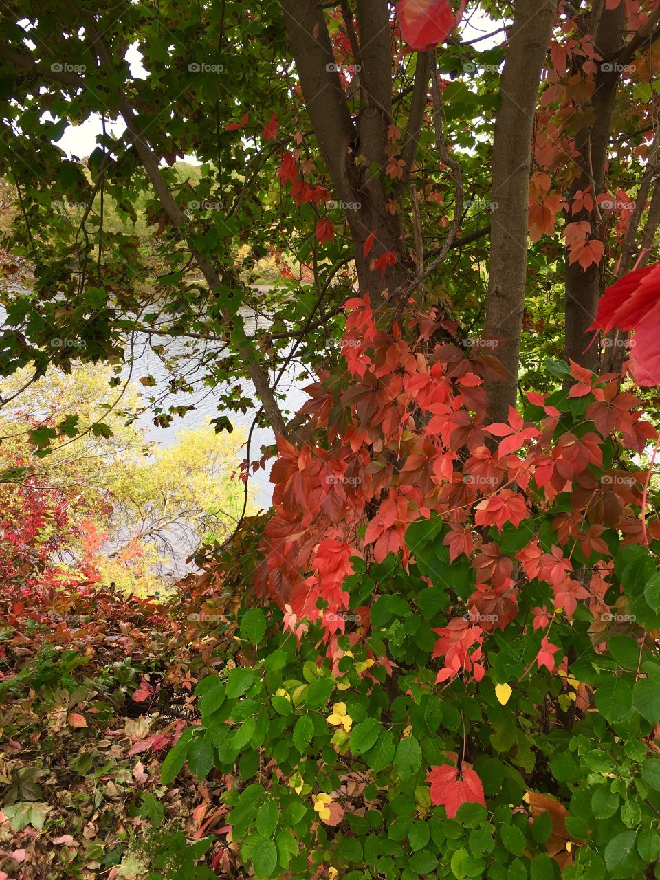 Makes me think of Christmas 