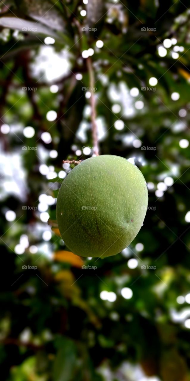 A mango is an edible stone fruit produced by the tropical tree Mangifera indica which is believed to have originated from the region between northwestern Myanmar, Bangladesh, and northeastern India