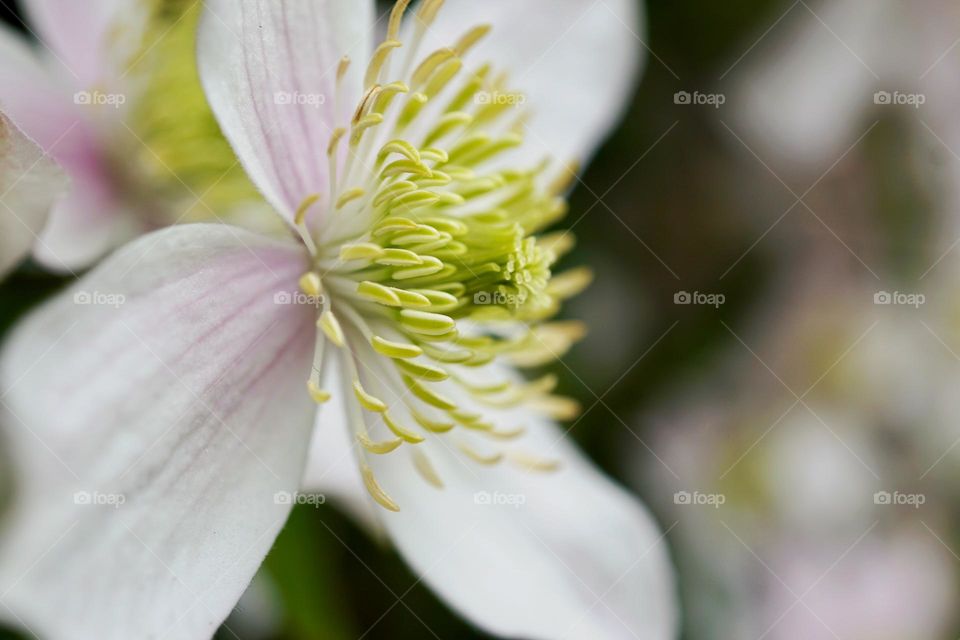 Flowering Clematis in my garden 