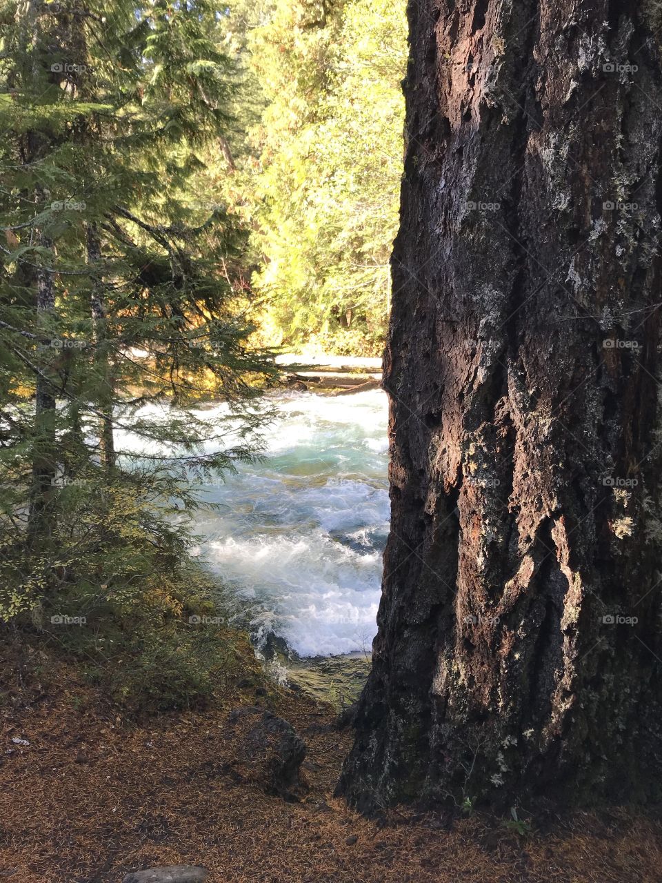 Sun rays reflect off the rushing waters of the McKenzie River in the mountains of Western Oregon on a beautiful fall day. 