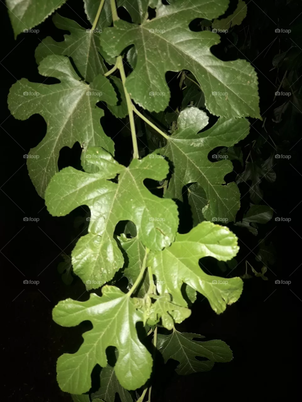 leaf