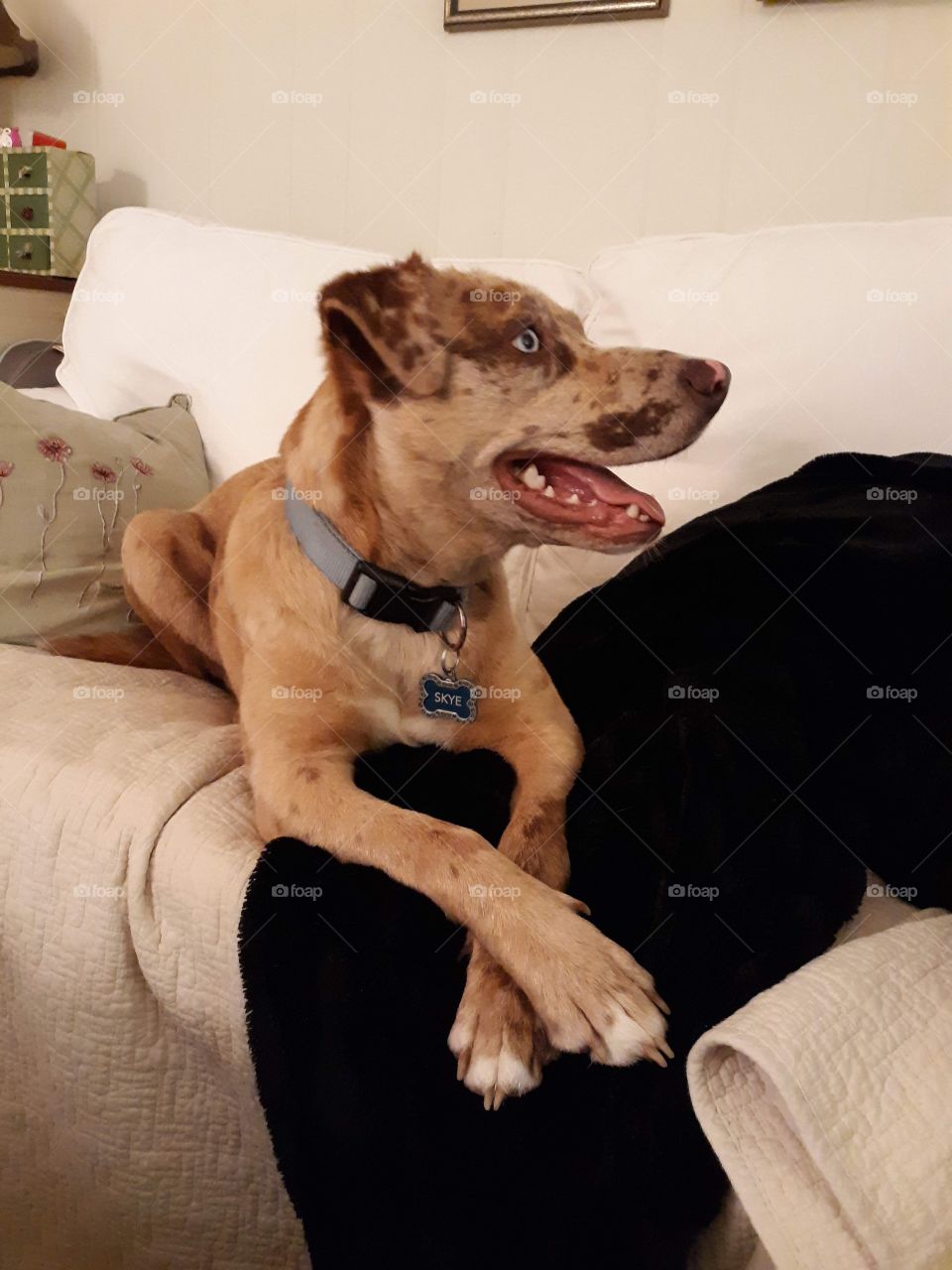 Catahoula Leopard Dog on couch.  Smiling Catahoula Leopard Dog. 