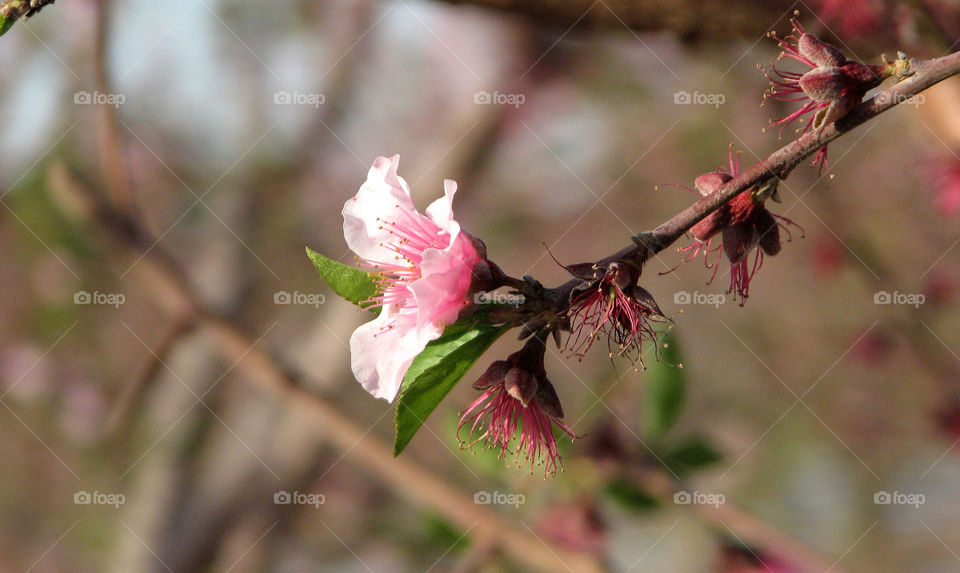 nature pink flower white by hofit25