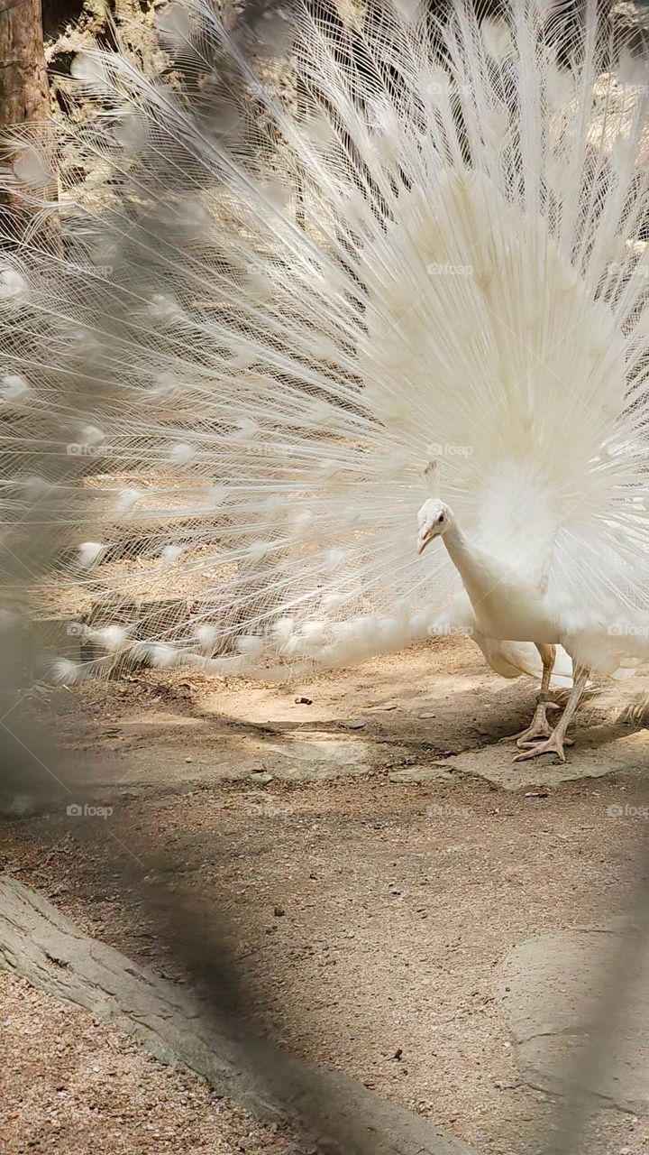 white peacock