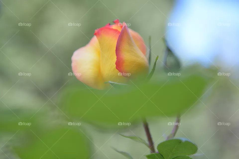 rose