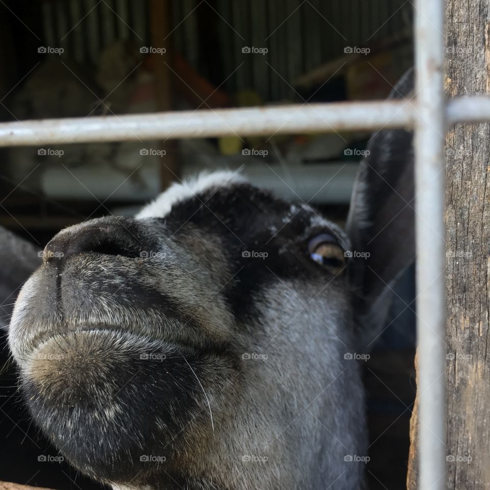 “Psst! My name is goat. What is going on out there ?”