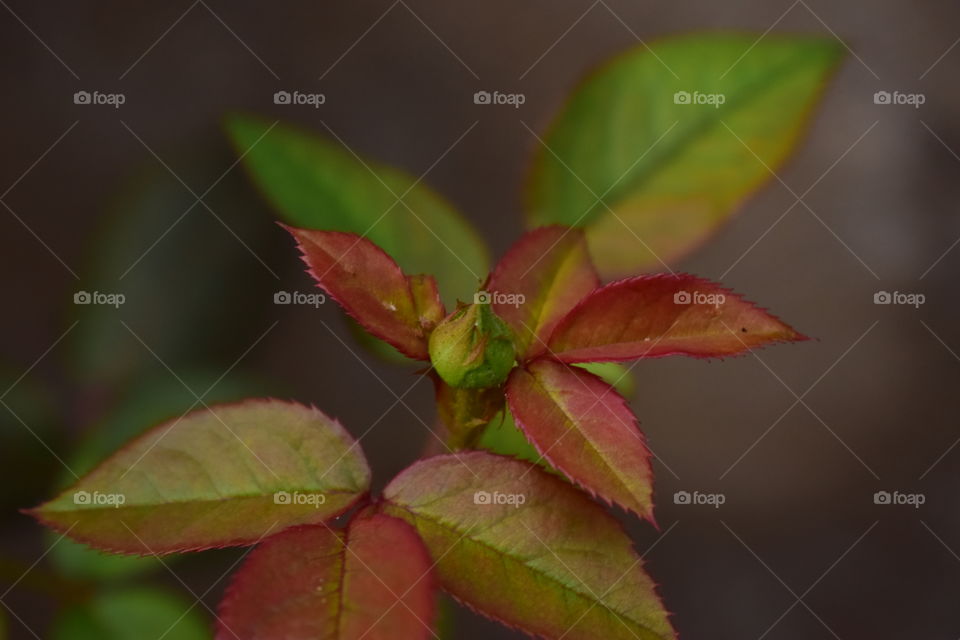 Rose Bud