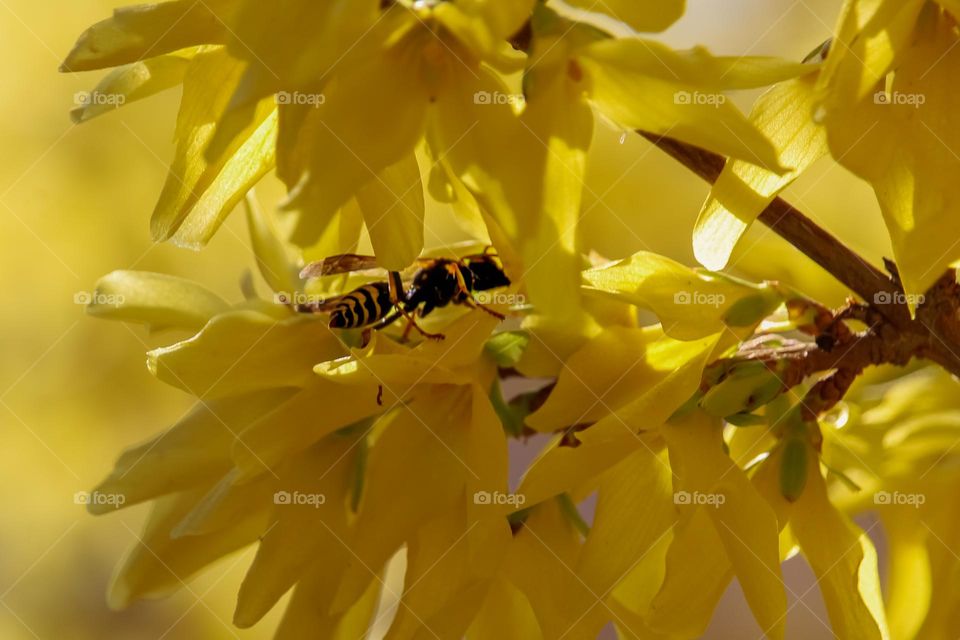 wasp at the yellow flower