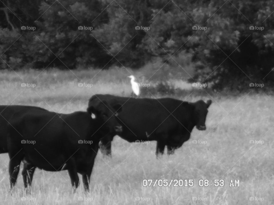 wayward passenger. This is another picture of the bird 🐦 piggyback only this is the black and white version