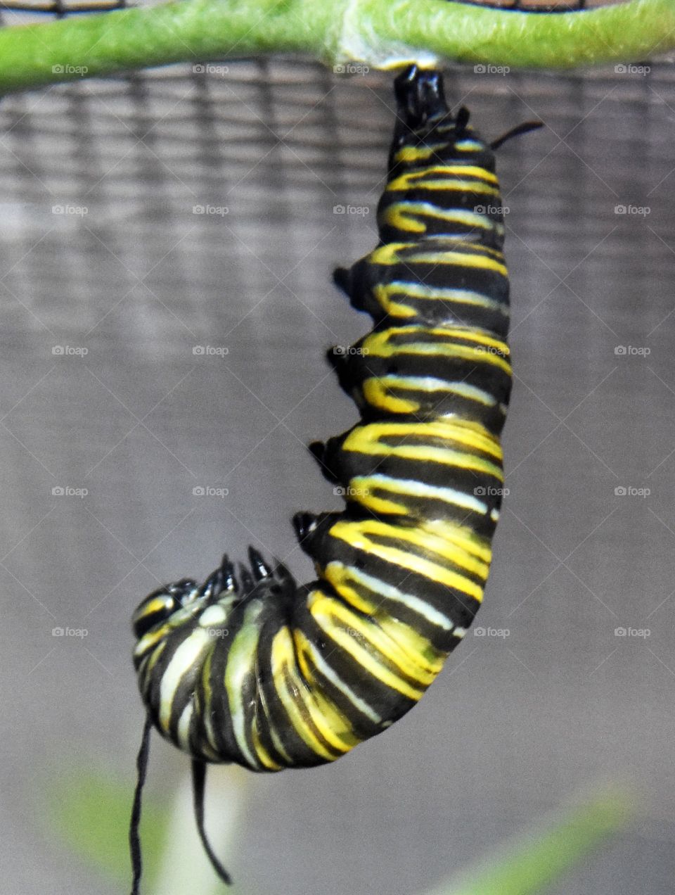 J Formation of the Monarch Butterfly Caterpillar 