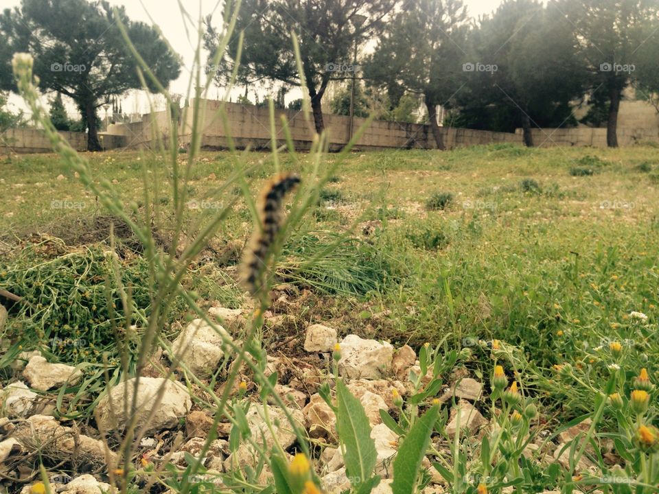 Spring an insect and plants