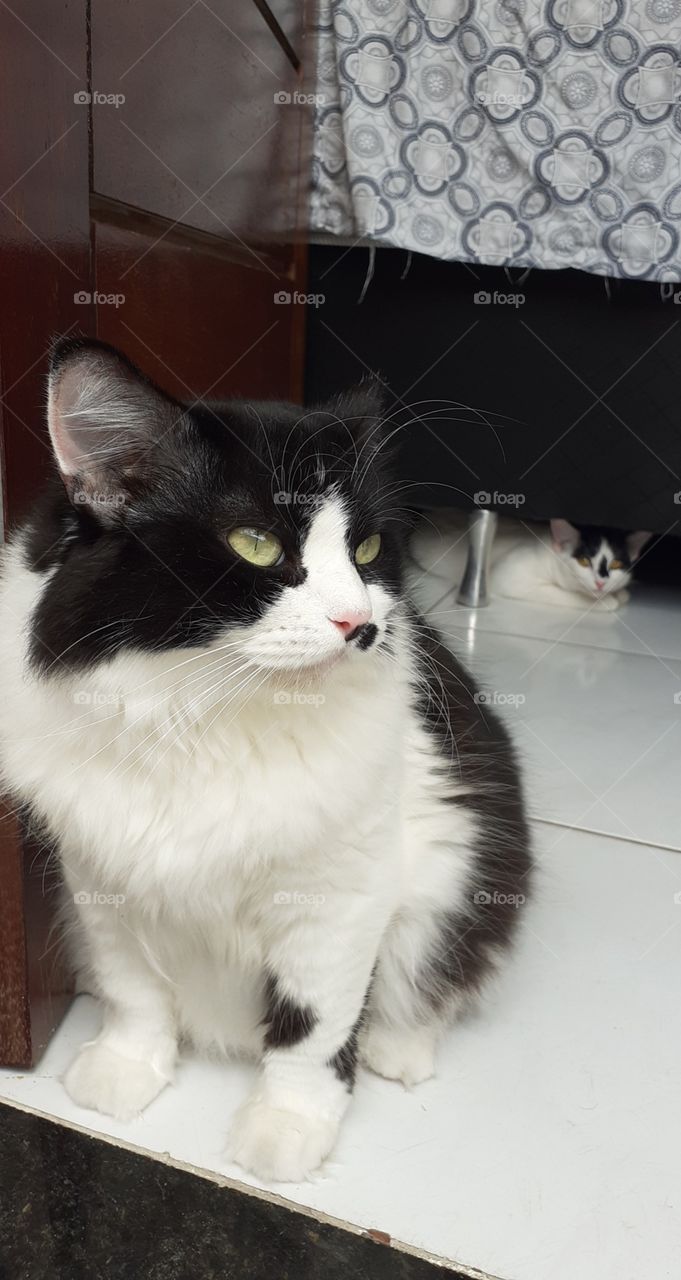 gata mãe e gata filha