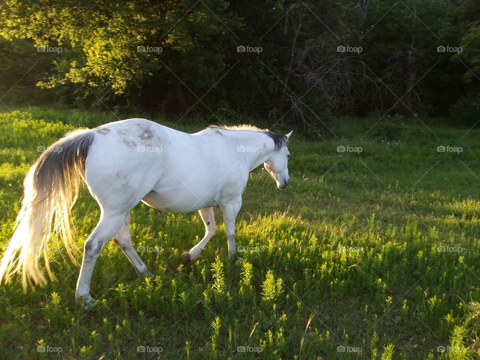 Gray horse walking through a green field in the evening sun