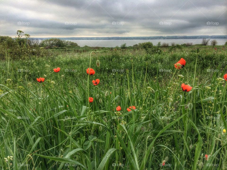 Poppy flowers in field