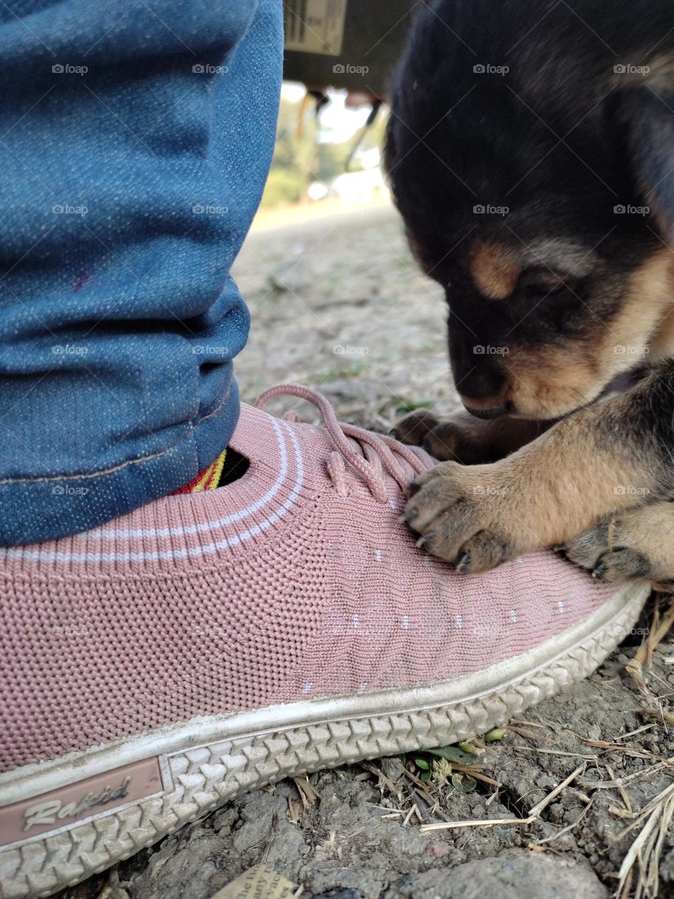 puppy is innocently asking for playing with him
