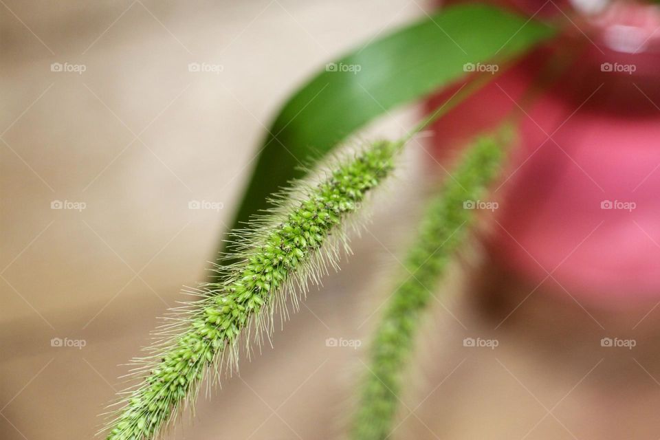 Close up of grass weeds in a vase