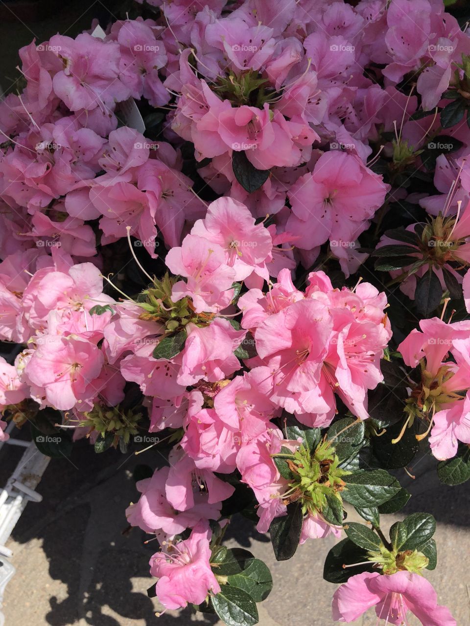 Begonia, pink spring flowers 
