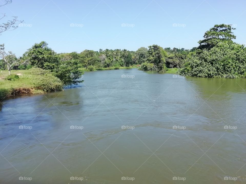 River (tank) near the paddy fields