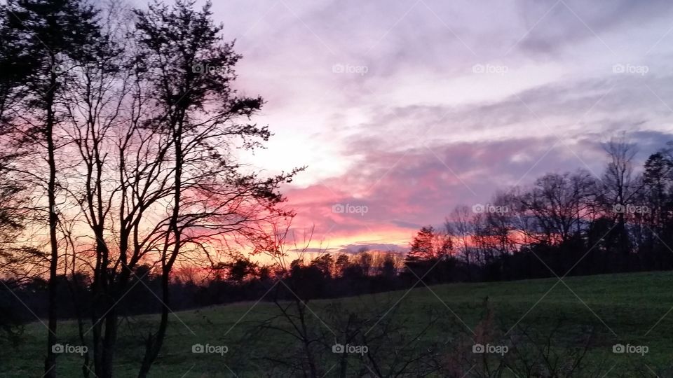 pink sunset thru the trees