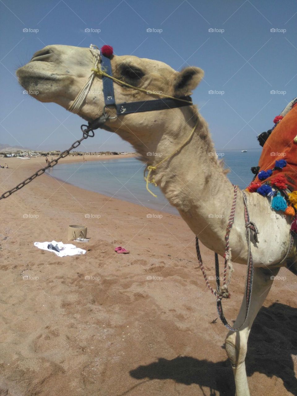 Camel camel