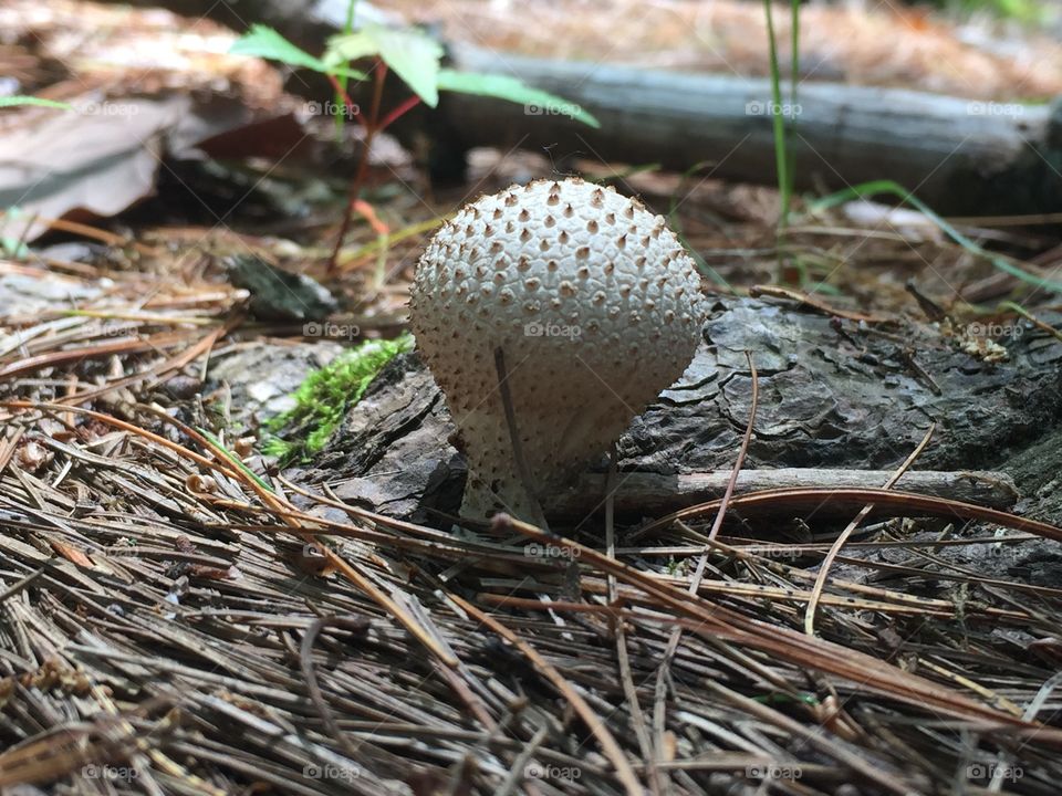 Mushroom head