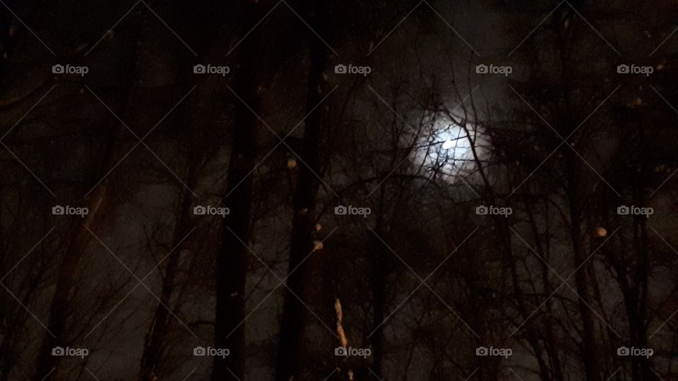 The forest at night in the light of the moon