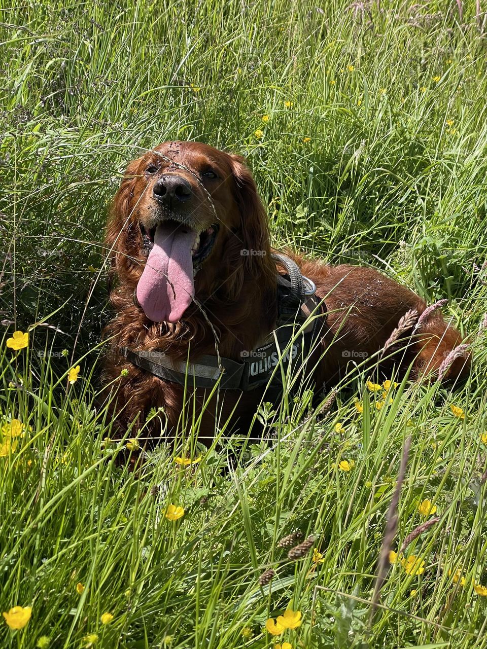 Quinn lying down in the long grass to cool down after a long walk on a warm day 🐶